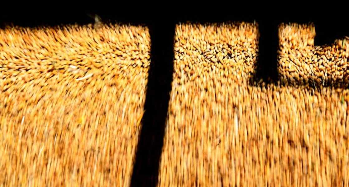 China imposed tariffs on Australian barley and other commodities in 2020 at the height of a bitter dispute with the then-conservative government in Canberra China imposed tariffs on Australian barley and other commodities in 2020 at the height of a bitter dispute with the then-conservative government in Canberra