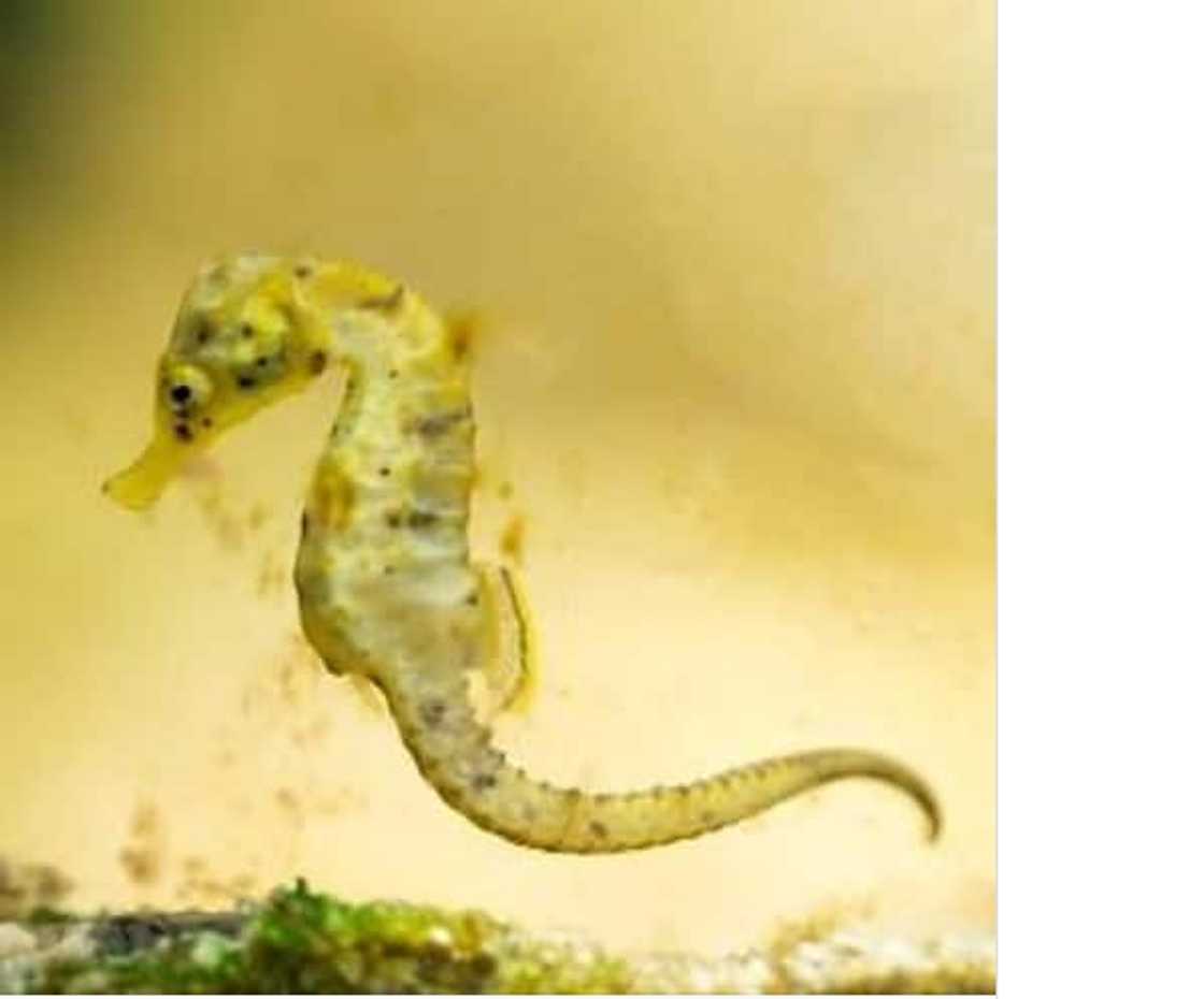 Top 20 extinct and endangered animals in South Africa with images Top 20 extinct and endangered animals in South Africa with images