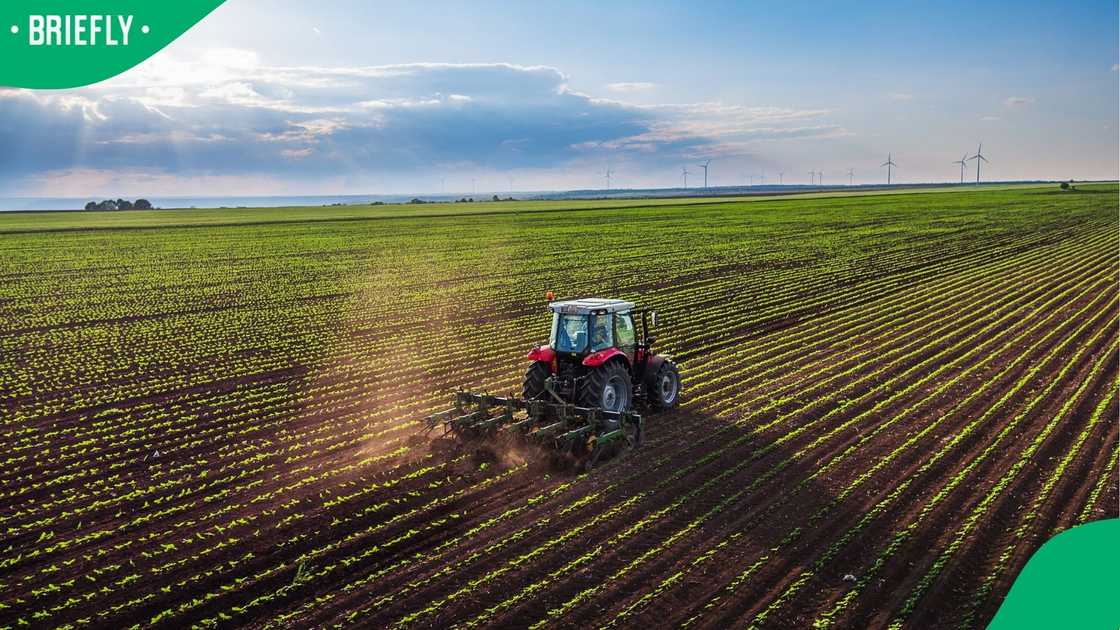 A tractor cultivating a field.