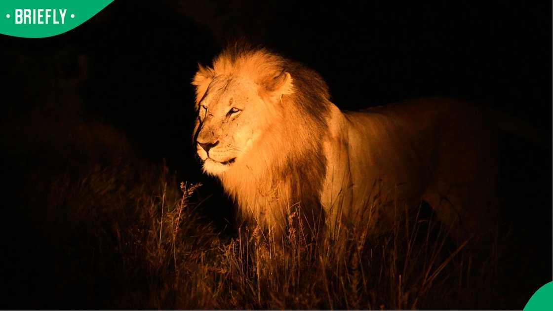 KZN Lion