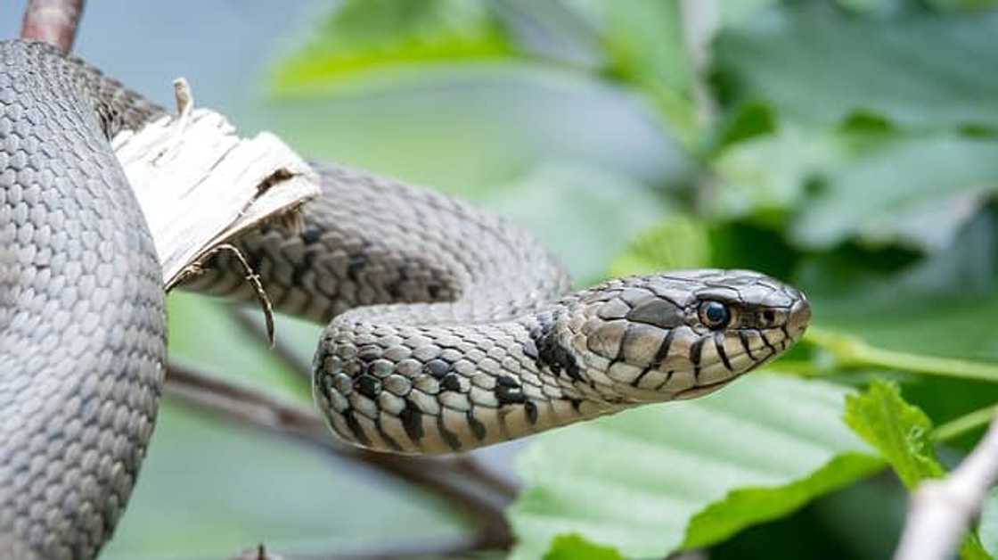 Snakes of South Africa identification Snakes of South Africa identification
