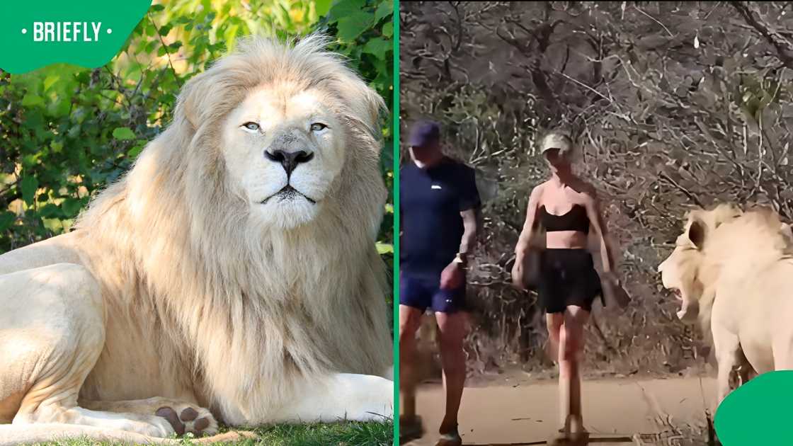 White lion prank leaves Imfolozi Outrun runners terrified, Mzansi stunned White lion prank leaves Imfolozi Outrun runners terrified, Mzansi stunned