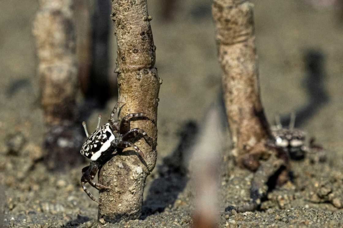 Mangroves are remarkable for growing in salt water, and the trees are key nurseries of marine life