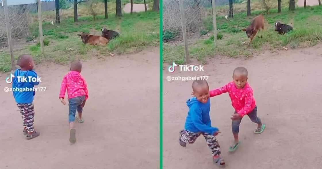 Two playful kids were chased by a cow in a TikTok video Two playful kids were chased by a cow in a TikTok video