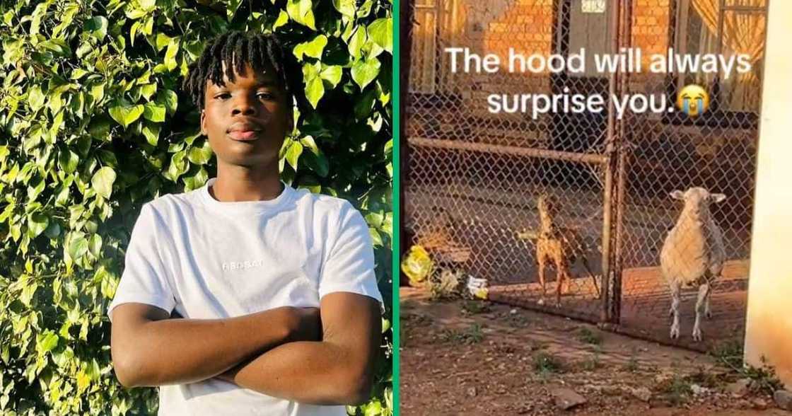 A young man from Carletonville saw a dog and a sheep in the same yard and was amazed