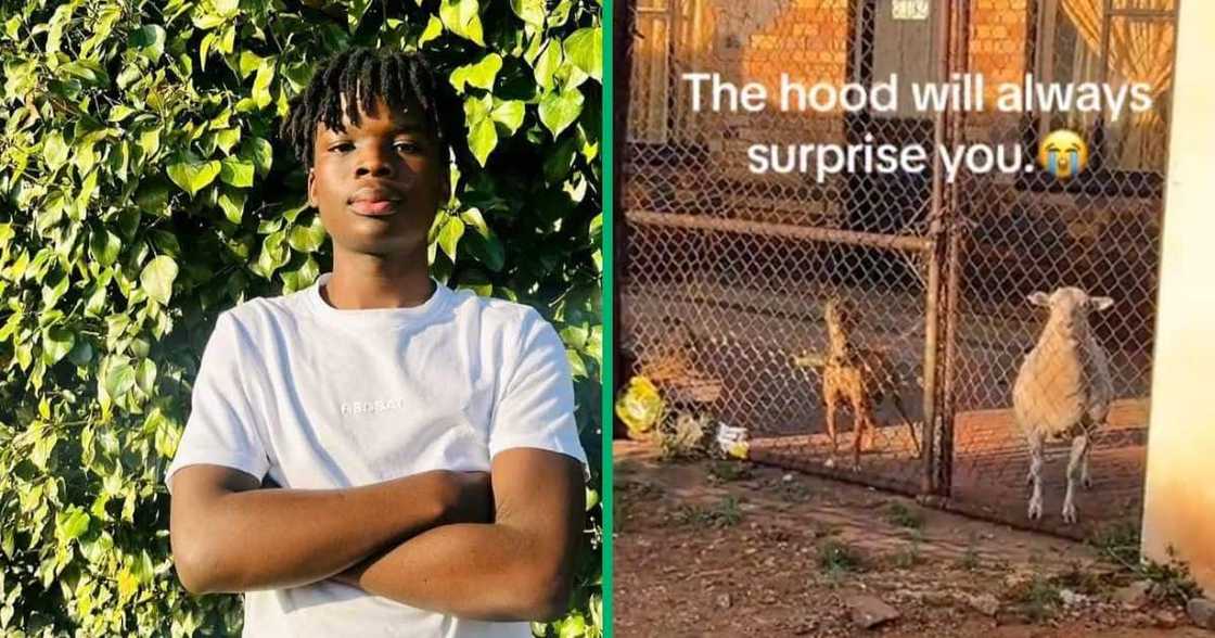 A young man from Carletonville saw a dog and a sheep in the same yard and was amazed A young man from Carletonville saw a dog and a sheep in the same yard and was amazed