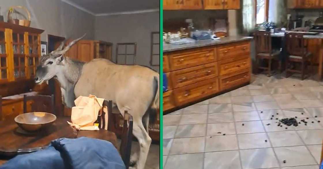 Eland visits woman's home in video Eland visits woman's home in video