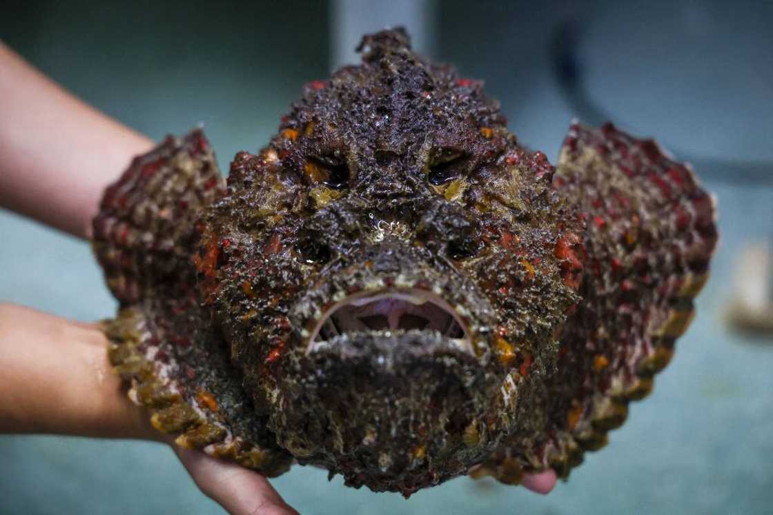 A stonefish, the world's most venomous fish.