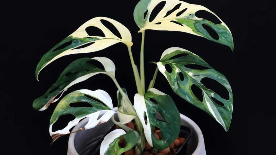 An Adansonii variegata plant in a white pot