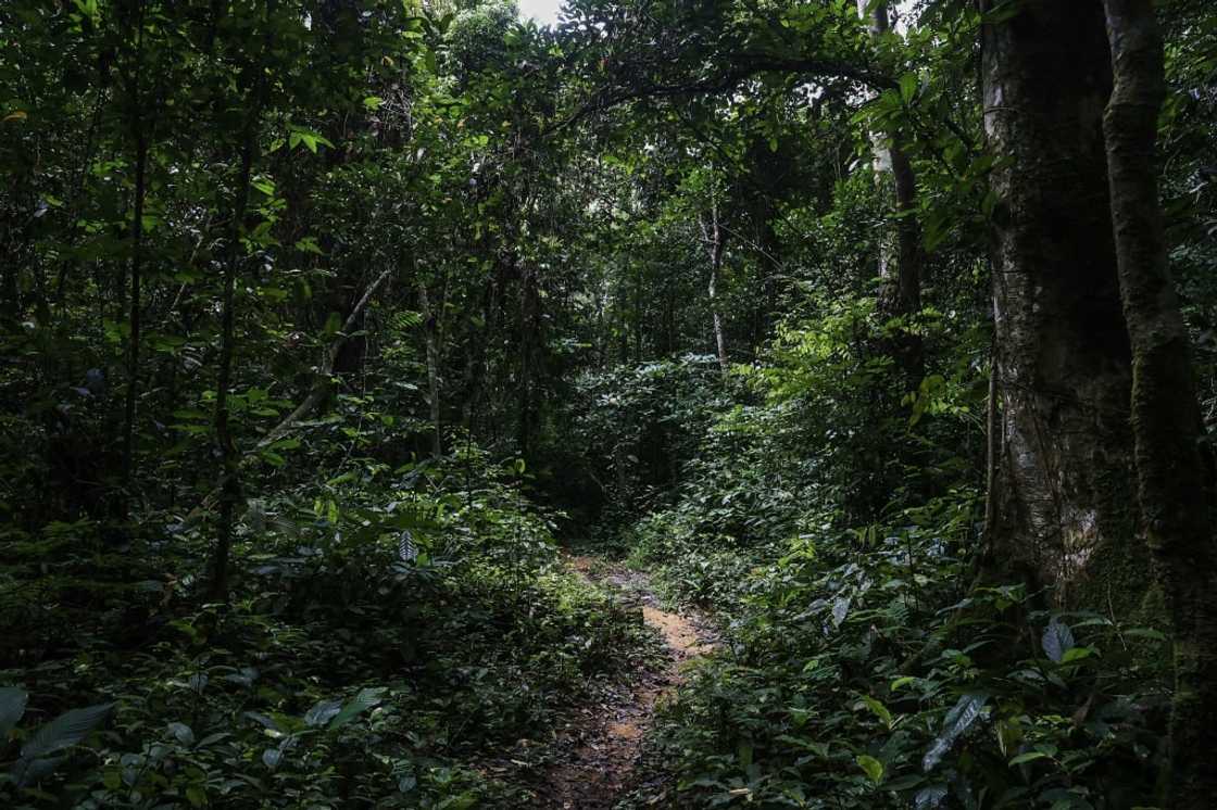 Nko'o says elephant raids have become more frequent since agro-industrialists started logging near the park Nko'o says elephant raids have become more frequent since agro-industrialists started logging near the park