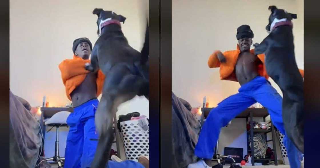 Man fights his pitbull in TikTok video Man fights his pitbull in TikTok video