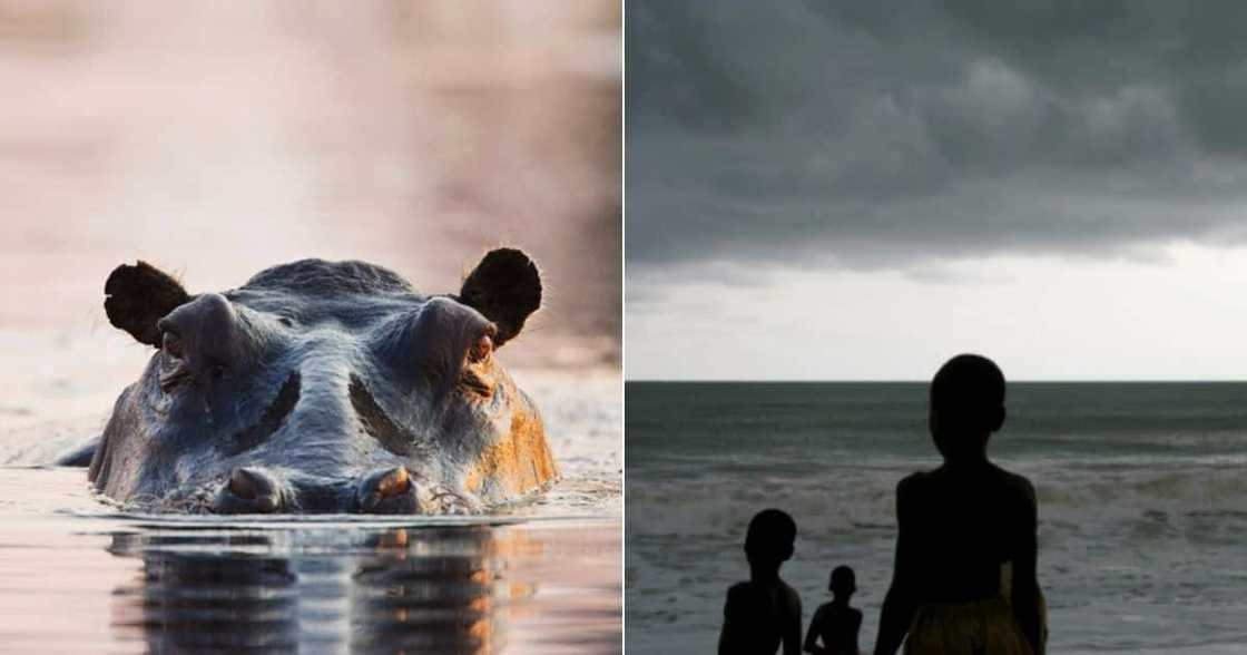 river, hippo, death, jaws, water, accident, murkey, Africa, predator, apex, eyes river, hippo, death, jaws, water, accident, murkey, Africa, predator, apex, eyes
