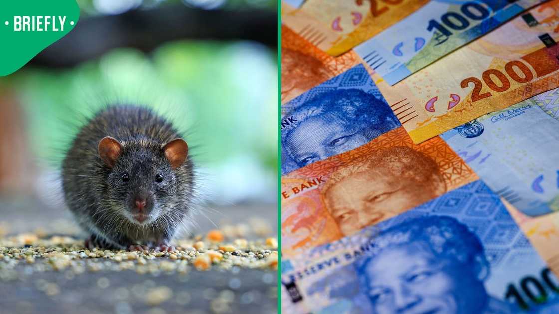 Three Ugandan nationals were arrested for running a scam using rats and fake money Three Ugandan nationals were arrested for running a scam using rats and fake money