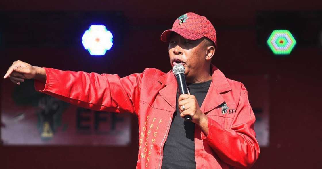 local government elections, Julius Malema, EFF, Sassa local government elections, Julius Malema, EFF, Sassa