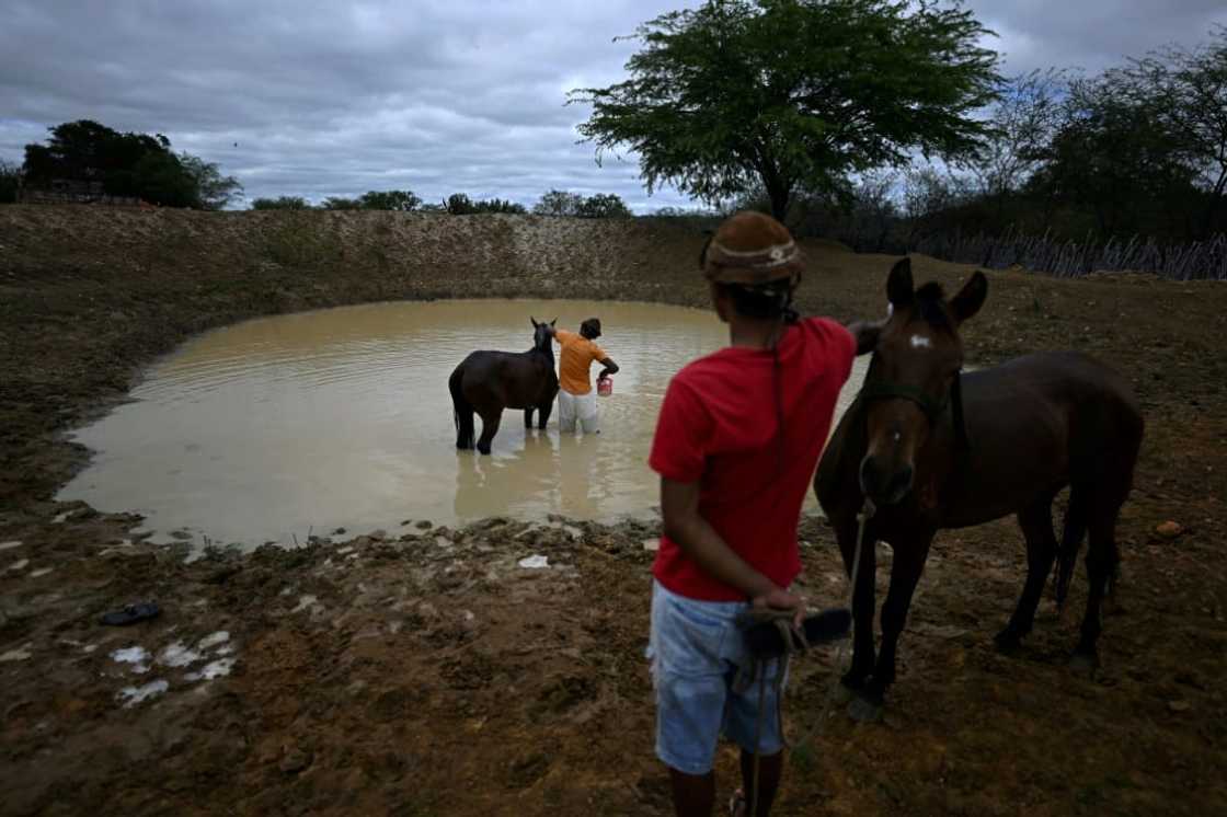 Two riders wash their horses before competing Two riders wash their horses before competing