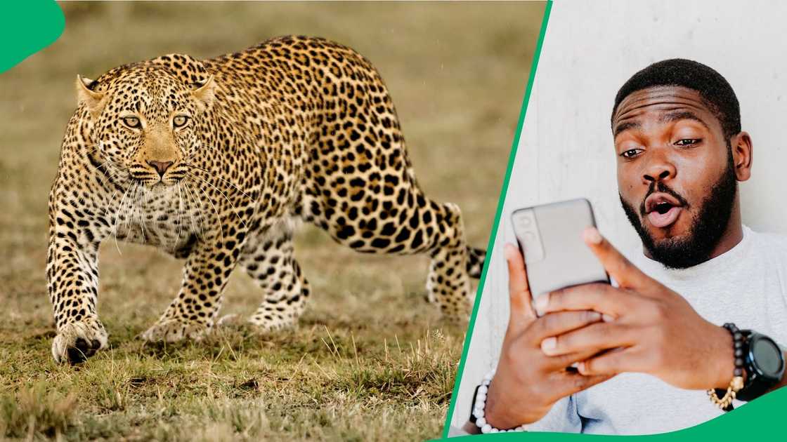 Photo goes viral after KZN man reportedly kills leopard in Nongoma