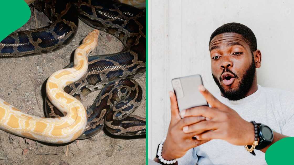 Woman handles one of 24 massive python in viral clip