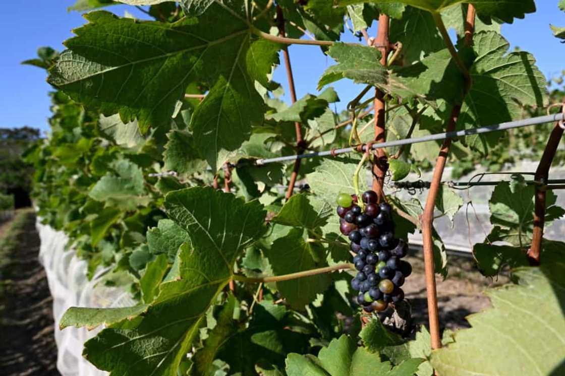 Syrah grapes growing in a vineyard at Villa Triacca winery Brazil, where wine makers say their vintages will one day rival Argentina and Chile Syrah grapes growing in a vineyard at Villa Triacca winery Brazil, where wine makers say their vintages will one day rival Argentina and Chile
