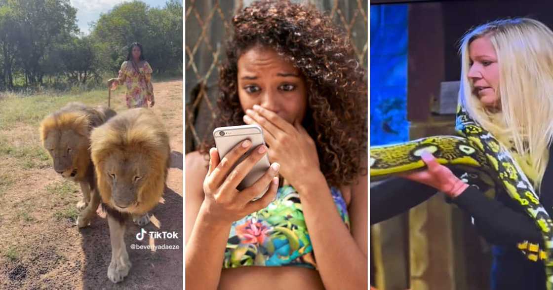 Seeing these ladies walk with lions, hold huge snakes and stroll past hyenas left people tripping Seeing these ladies walk with lions, hold huge snakes and stroll past hyenas left people tripping