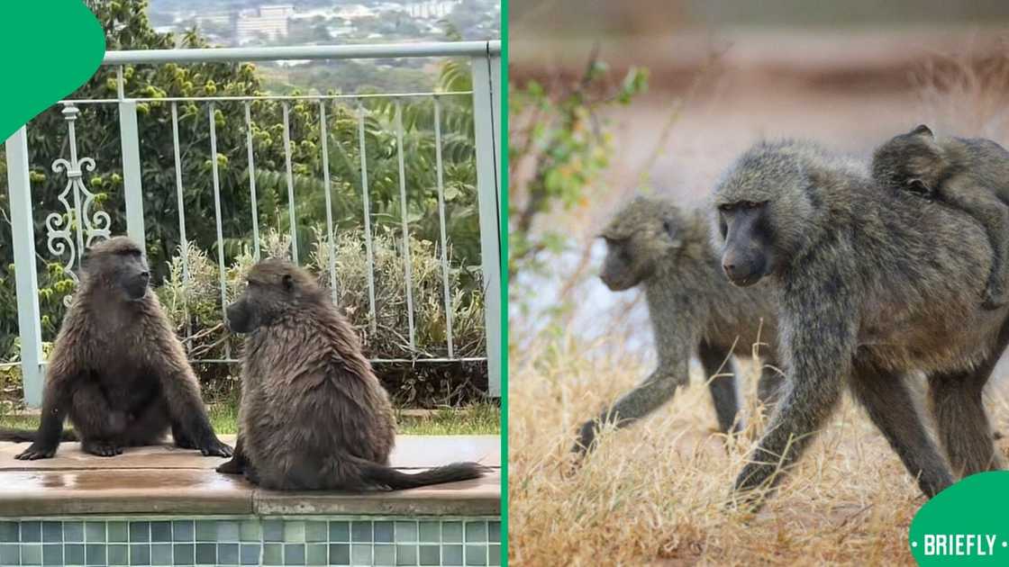 A group of baboons amused South Africans with their antics in a video. A group of baboons amused South Africans with their antics in a video.