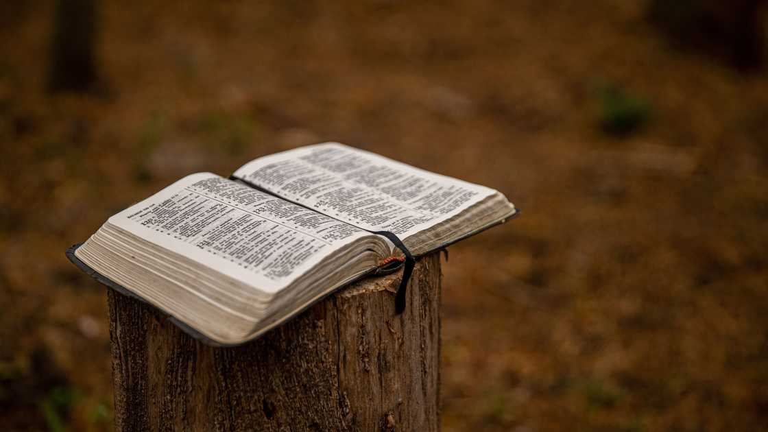 Dr Böhmer School of Skills relied on the book Psalms amid grief Dr Böhmer School of Skills relied on the book Psalms amid grief