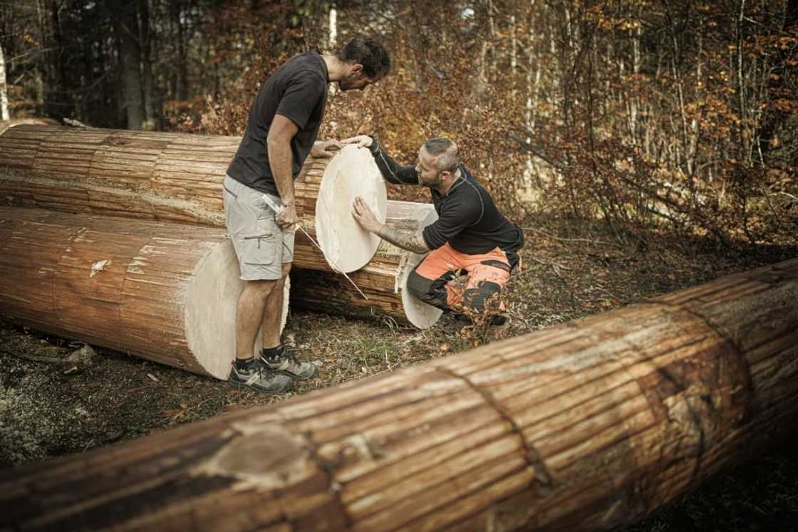 The wood of the Risoud spruce is sought after by luthiers around the world