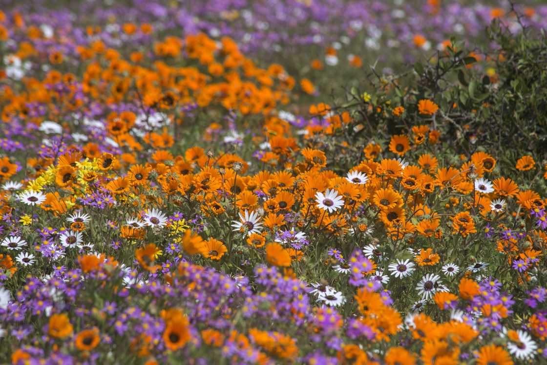 West Coast National Park wildflowers West Coast National Park wildflowers
