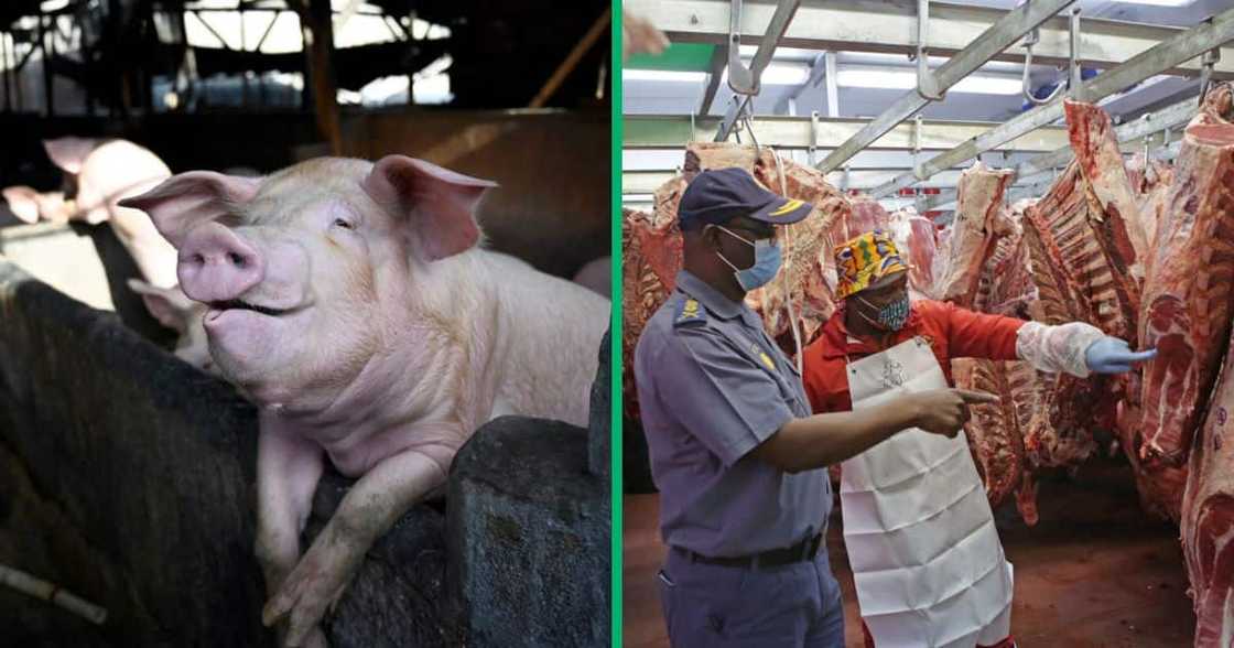 Western Cape Africa Swine Fever outbreaks