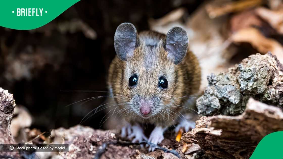 SA floored by man's rat story SA floored by man's rat story