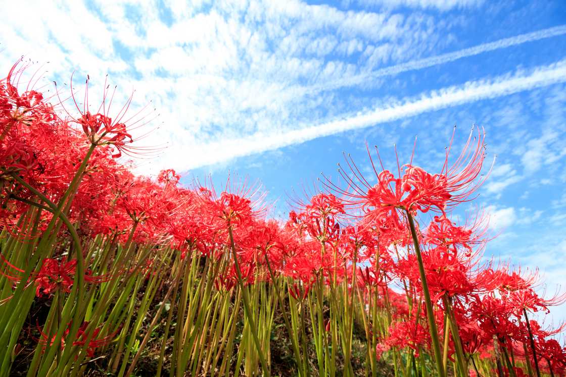 Lycoris radiata in a field