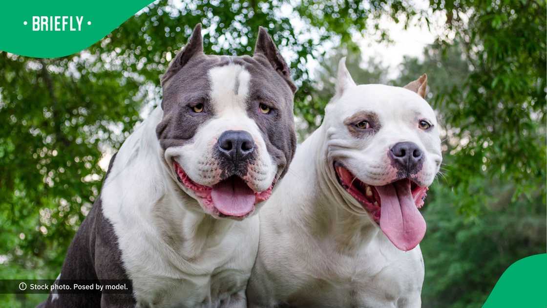 Pit bull chases random man Pit bull chases random man