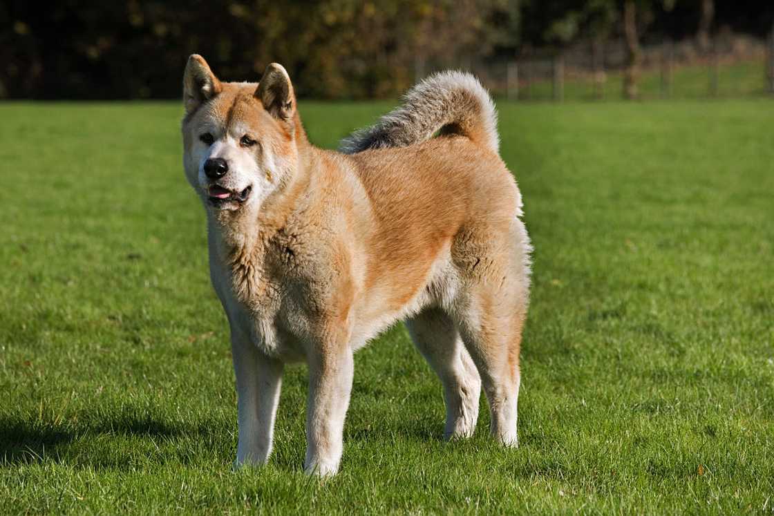 Akita in a garden.