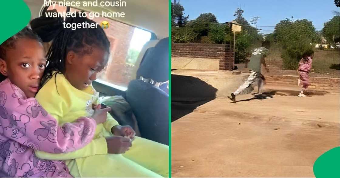 A family tried separating cousins after one had to leave. A family tried separating cousins after one had to leave.