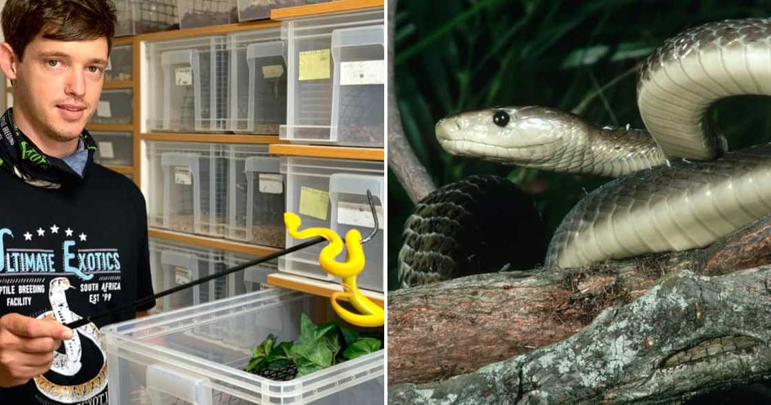 Ralph Riggens from Ultimate Exotics and a black mamba Ralph Riggens from Ultimate Exotics and a black mamba