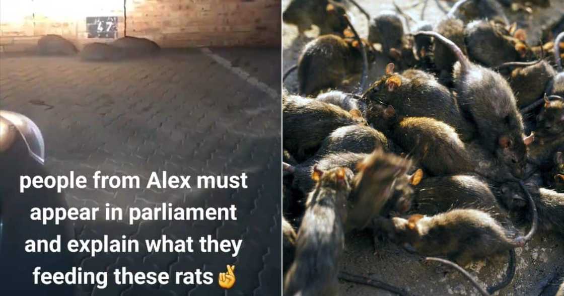 Alexandra township rat problem goes TikTok viral Alexandra township rat problem goes TikTok viral