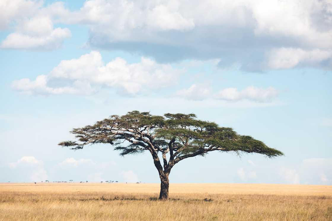 Umbrella thorn tree Umbrella thorn tree