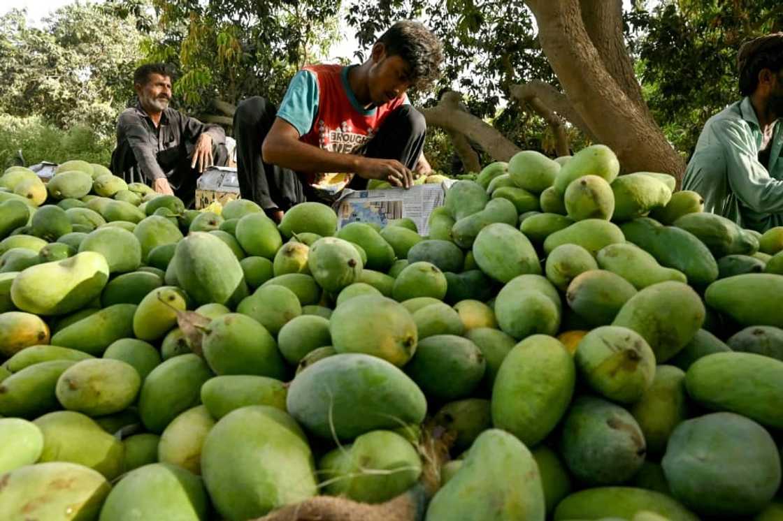 Pakistan is the world's fourth-largest mango producer but recent weather changes have upended the industry Pakistan is the world's fourth-largest mango producer but recent weather changes have upended the industry