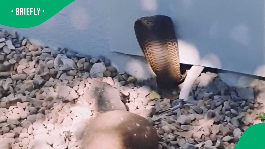 Cobra stuns in video