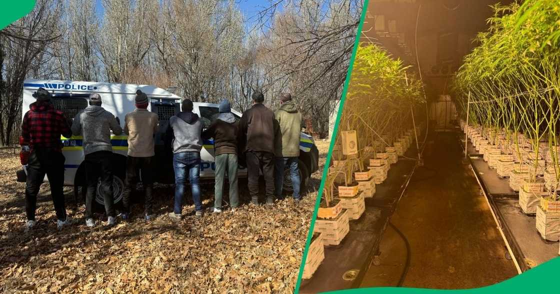 Gauteng police uncover dagga lab worth an estimated R40 million in Magaliesburg