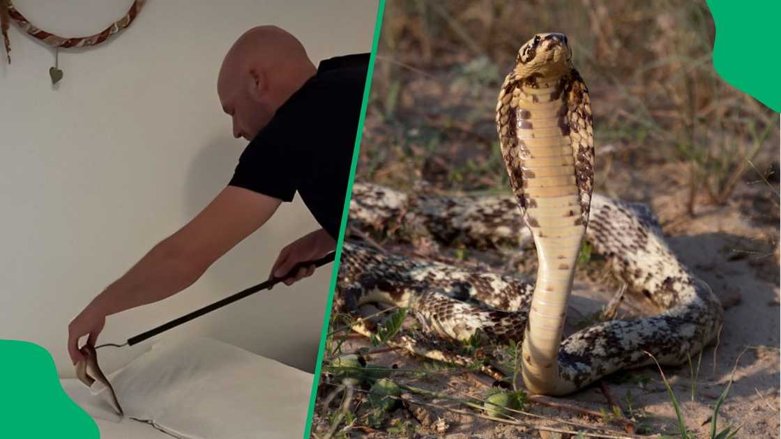 A snake handler removed a Cape cobra from under a pillow. A snake handler removed a Cape cobra from under a pillow.