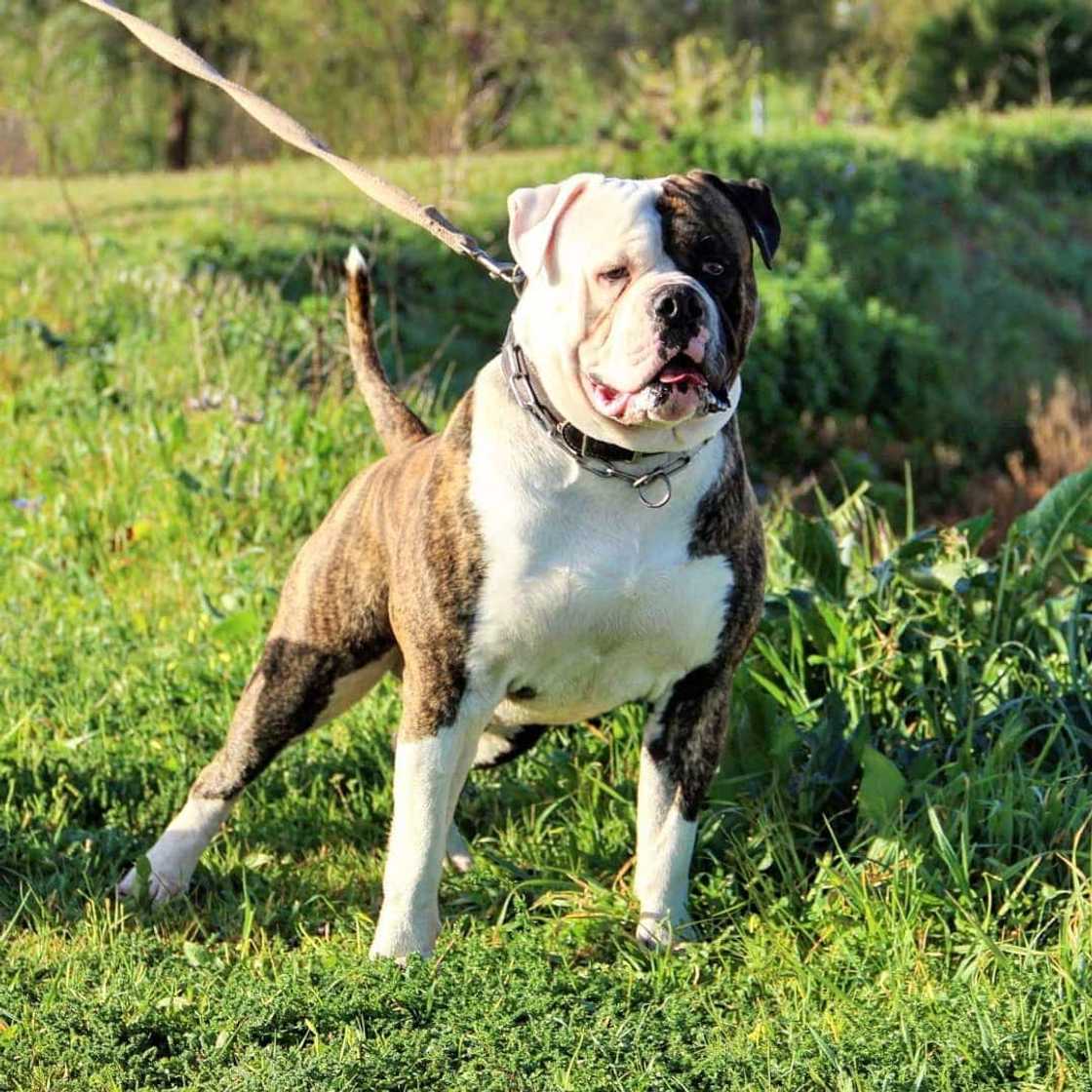 most dangerous dog most dangerous dog