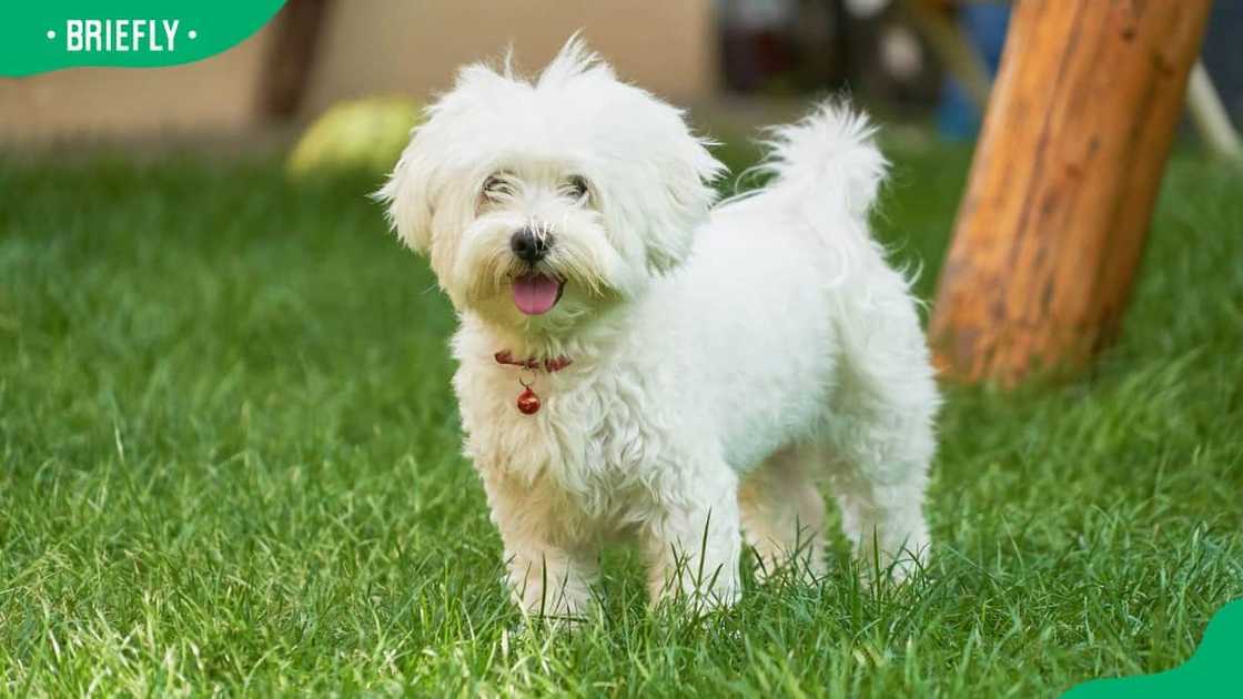 Maltese dog breed Maltese dog breed