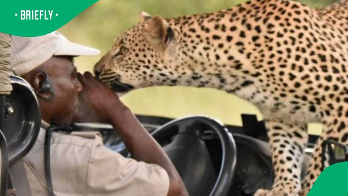 Game ranger deals with curious wildcat Game ranger deals with curious wildcat