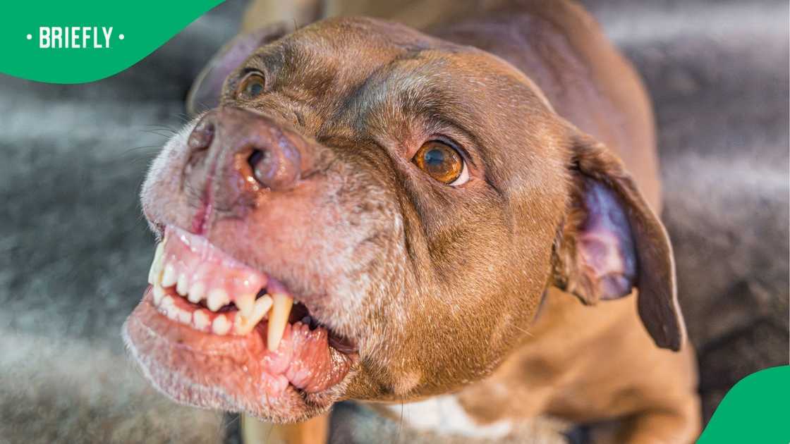 The SPCA warned that incidents like these highlight the need for responsible ownership The SPCA warned that incidents like these highlight the need for responsible ownership