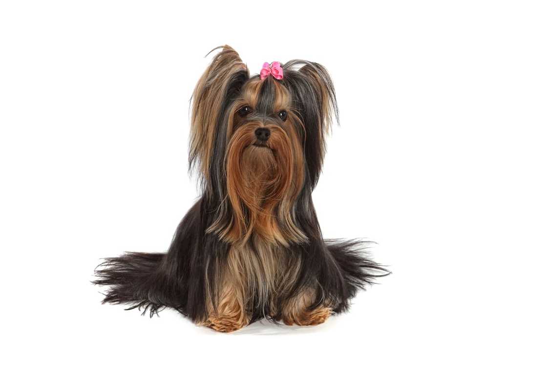 A Yorkshire Terrier A Yorkshire Terrier