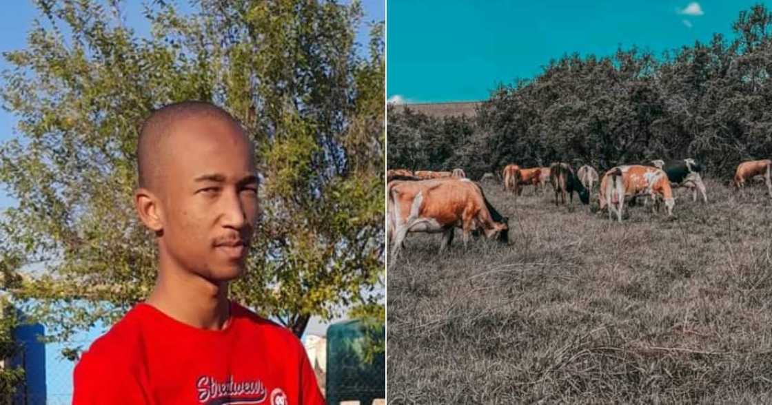 Man, Inherited, Cows, Grandfather, Mzansi, Social media, Farmer, Breeder, Twitter Man, Inherited, Cows, Grandfather, Mzansi, Social media, Farmer, Breeder, Twitter