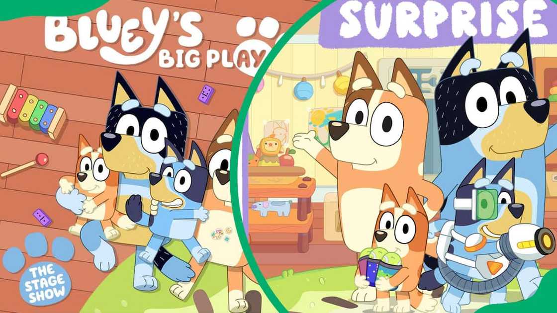 Bluey TV series Bluey TV series