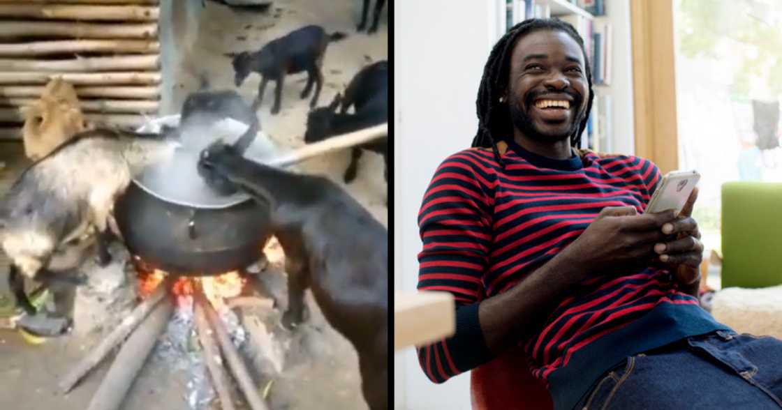 Goats, pot, food, hot, potjiekos pot, witchcraft Goats, pot, food, hot, potjiekos pot, witchcraft