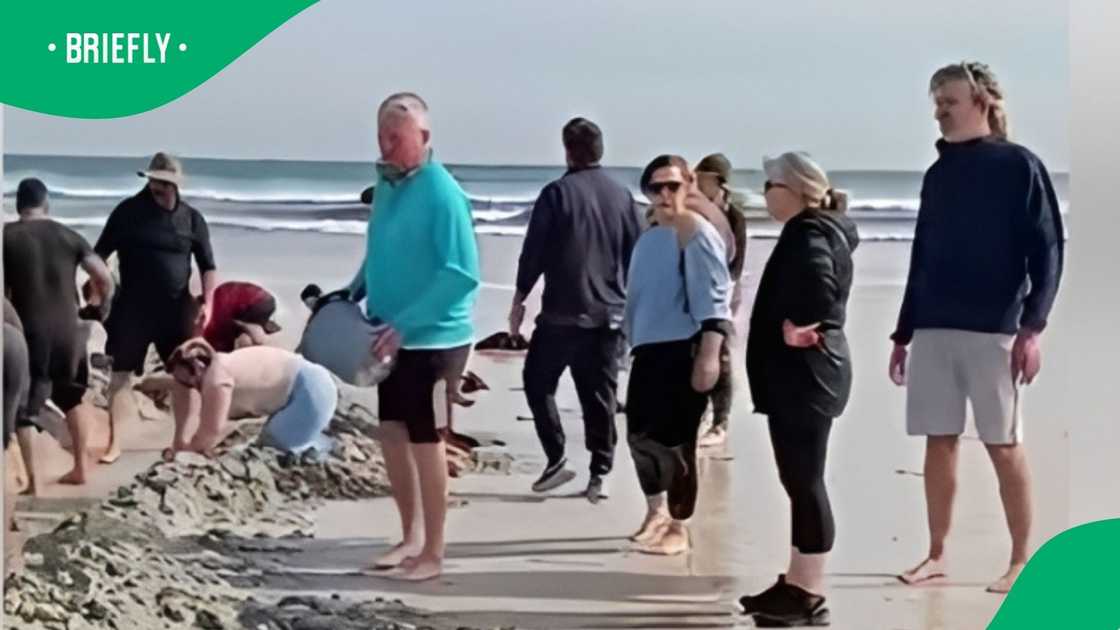 A rare Risso's dolphin was saved by the community