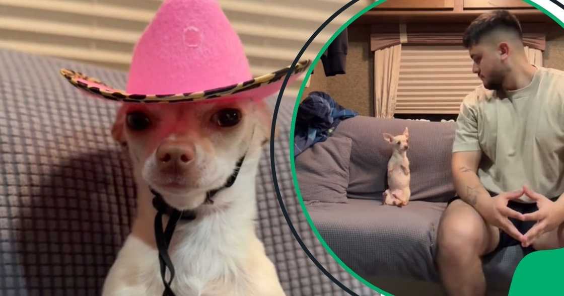 Social media users floored by sassy dog Social media users floored by sassy dog